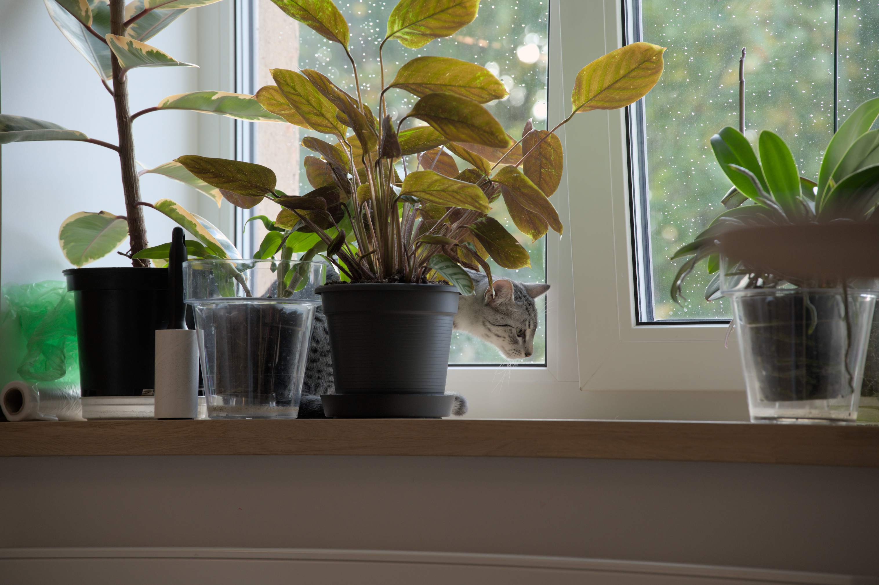 2025/10/12 - cats/DSC_0018.jpg